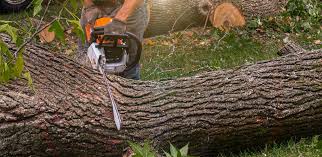 Best Tree Health Inspection  in Paterson, NJ