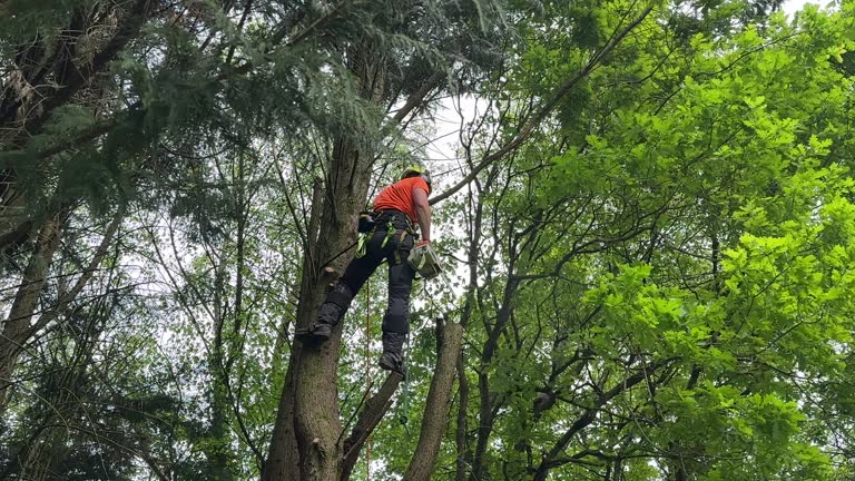 Best Tree Disease Treatment  in Paterson, NJ