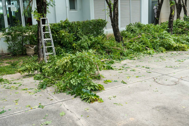 Best Hedge Trimming  in Paterson, NJ