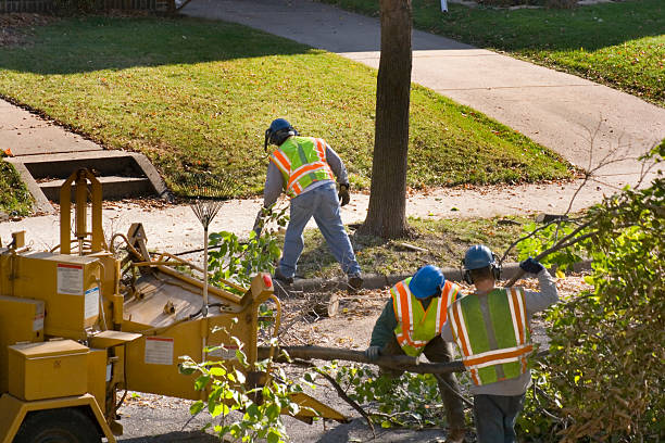 Best Hazardous Tree Removal  in Paterson, NJ