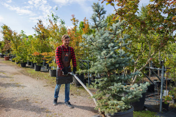 How Our Tree Care Process Works  in  Paterson, NJ