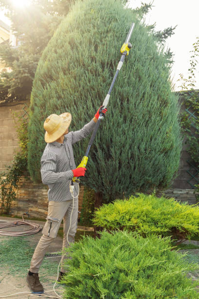 Grass Overseeding in Paterson, NJ