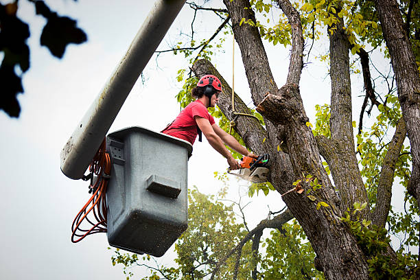 Best Tree Mulching  in Paterson, NJ