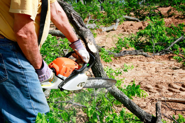 Best Firewood Processing and Delivery  in Paterson, NJ
